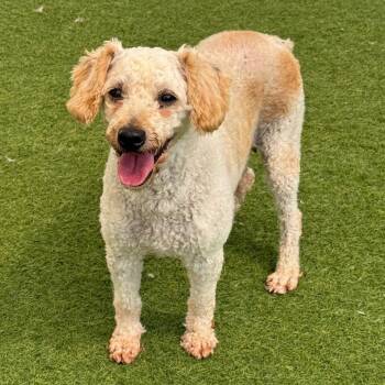 Jan 8056 -  Poodle Dog for Adoption in Loxahatchee Groves, Florida - Jan 8056 | PetCurious
