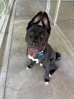 Zita -  Akita and Pit Bull Terrier Dog for Adoption in Bloomsburg, Pennsylvania - Zita | PetCurious