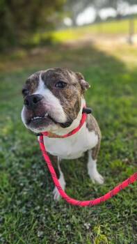 Umbrella -  Terrier Dog Available for Adoption in New Bern, North Carolina - Umbrella | PetCurious