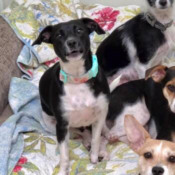 Diamond - Chino Hills Location -  Terrier and Mixed Breed Dog for Adoption in Chino Hills, California - Diamond - Chino Hills Location | PetCurious