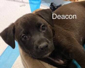 Deacon -  Labrador Retriever Dog for Adoption in Newport, Kentucky - Deacon | PetCurious