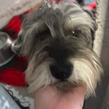 Schnauzer and Terrier Dogs Available for Adoption in Casa Grande, Arizona - Frank | PetCurious