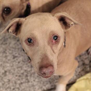 Rescue Dachshund Dogs for Adoption in San Francisco, California - Almond Joy | PetCurious