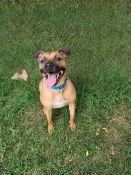 Brownie -  Black Mouth Cur Dog for Adoption in Orange Grove, Texas - Brownie | PetCurious