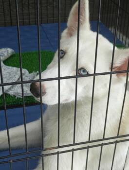 Nova -  Husky Dog for Adoption in Chattanooga, Tennessee - Nova | PetCurious