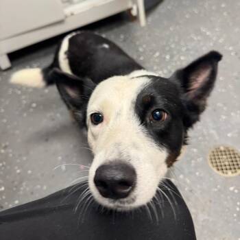 Momma -  Mixed Breed Dog for Adoption in Columbiana, Alabama - Momma | PetCurious