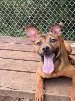 Rescue Mixed Breed Dogs for Adoption in Athens, Georgia - Regina- Rescue Only | PetCurious