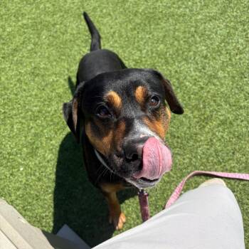 Kerf -  Mixed Breed Dog for Adoption in Pittsburgh, Pennsylvania - Kerf | PetCurious