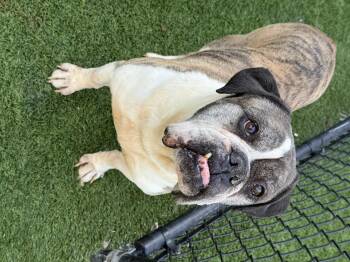 Pit Bull Terrier Dogs Available for Adoption - Alfalfa **Courtesy Post. Out Of Town Pet. See Below For Details* | PetCurious