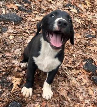 Dottie -  Mixed Breed Dog for Adoption in Acworth, Georgia - Dottie | PetCurious