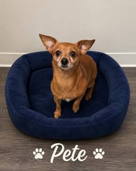 Pete -  Chihuahua Dog for Adoption in Momence, Illinois - Pete | PetCurious