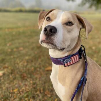 Maximus -  Pit Bull Terrier Dog for Adoption in Tulsa, Oklahoma - Maximus | PetCurious