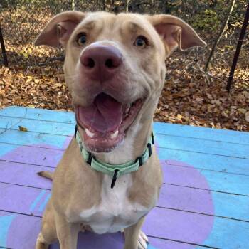 Rescue Yellow Labrador Retriever Dogs for Adoption in Sunderland, Maryland - Yam | PetCurious