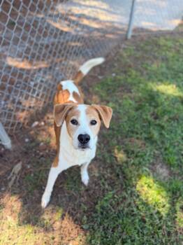 Rowdy -  Hound Dog for Adoption - Rowdy | PetCurious