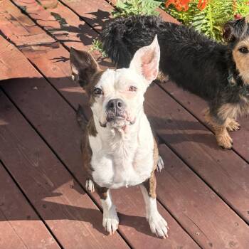 StellaLuna -  Boston Terrier Dog for Adoption in Aspen, Colorado - StellaLuna | PetCurious