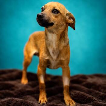 Chihuahua and Terrier Dogs Available for Adoption in Enid, Oklahoma - Gas Station Hot Dog | PetCurious