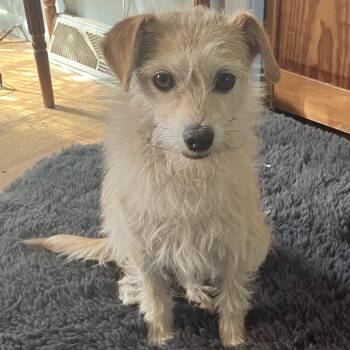 Celeste -  Terrier Dog Available for Adoption in Fort Collins, Colorado - Celeste | PetCurious