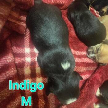 Indigo -  Mixed Breed Dog for Adoption in Fulton, Texas - Indigo | PetCurious