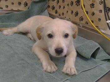PEANUT -  Cairn Terrier and Labrador Retriever Dog for Adoption in Sacramento, California - PEANUT | PetCurious