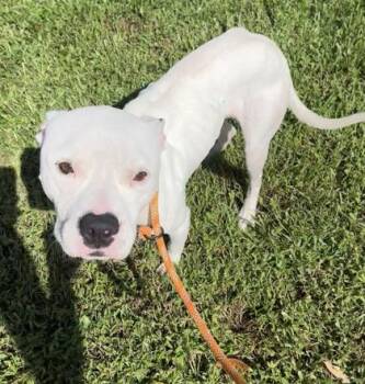 Eminem -  Mixed Breed Dog for Adoption in Vero Beach, Florida - Eminem | PetCurious
