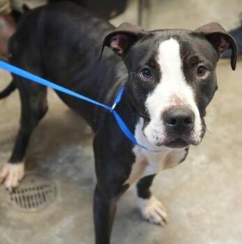 Pit Bull Terrier and Mixed Breed Dogs Available for Adoption in Bowling Green, Kentucky - Tootsie | PetCurious