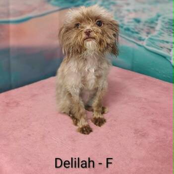 Delilah -  Shih Tzu and Chihuahua Dog for Adoption in Griswold, Connecticut - Delilah | PetCurious