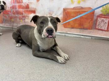 CAFECITA -  Pit Bull Terrier Dog for Adoption in San Bernardino, California - CAFECITA | PetCurious