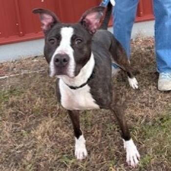 Rescue Mixed Breed Dogs for Adoption in Ballston Spa, New York - Lola | PetCurious