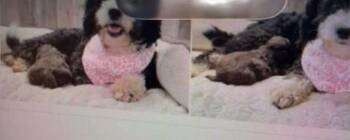 Shayla -  Bernese Mountain Dog and Poodle Dog for Adoption in Washington, District Of Columbia - Shayla | PetCurious
