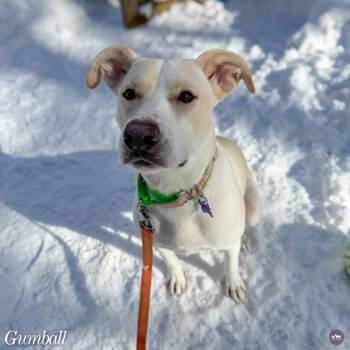 Mixed Breed Dogs Available for Adoption - Gumball | PetCurious