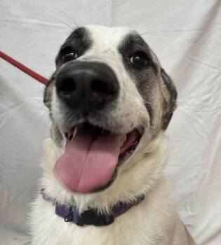 Cami -  Great Pyrenees and Shepherd Dog for Adoption in Osage Beach, Missouri - Cami | PetCurious