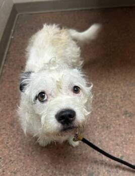 Rescue Terrier Dogs for Adoption in Aurora, Illinois - Jameson | PetCurious