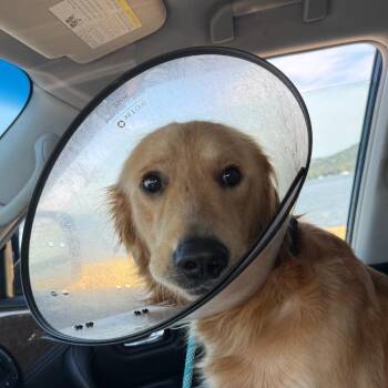 Theo -  Golden Retriever Dog for Adoption in Huntsville, Alabama - Theo | PetCurious