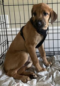 Rescue Labrador Retriever Dogs for Adoption in Boca Raton, Florida - Arthur 1901 | PetCurious