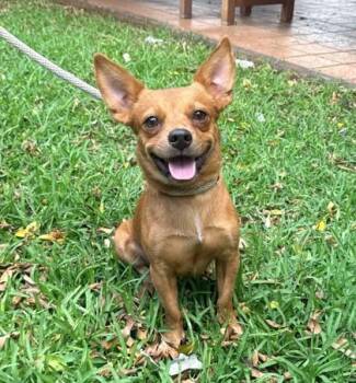 Wolverine -  Chihuahua and Mixed Breed Dog for Adoption in Honolulu, Hawaii - Wolverine | PetCurious