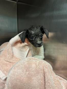 LIL Z -  Terrier and Mixed Breed Dog for Adoption in Riverside, California - LIL Z | PetCurious