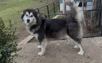 Alaskan Malamute and Siberian Husky Dogs Available for Adoption - LUNA | PetCurious