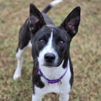 Rescue Dutch Shepherd and Terrier Dogs for Adoption in Enid, Oklahoma - Samara | PetCurious