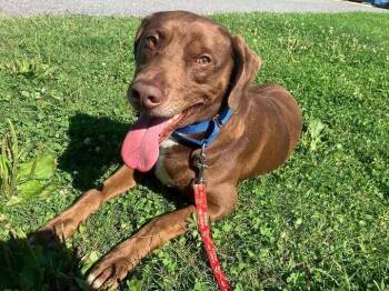 Just Ken -  Mixed Breed Dog for Adoption in Milton, Delaware - Just Ken | PetCurious