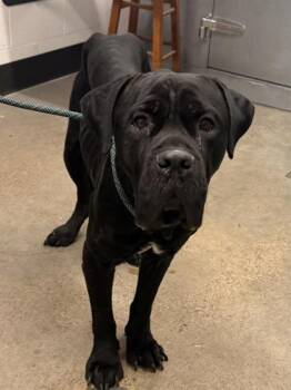 Mr Ed -  Cane Corso Dog for Adoption in Cleveland, Ohio - Mr Ed | PetCurious