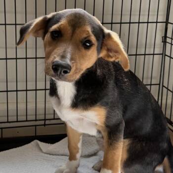 Nori 22923 -  Coonhound Dog for Adoption in Cumming, Georgia - Nori 22923 | PetCurious