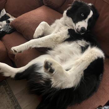 Border Collie Dogs Available for Adoption - Pogo | PetCurious