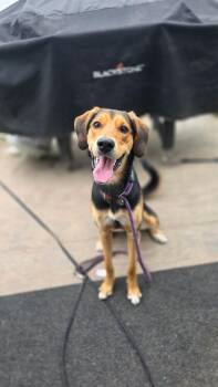 Karma -  Coonhound Dog for Adoption in Dunmore, Pennsylvania - Karma | PetCurious