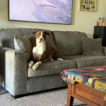 Rescue Pit Bull Terrier Dogs for Adoption in Wantagh, New York - Toby | PetCurious