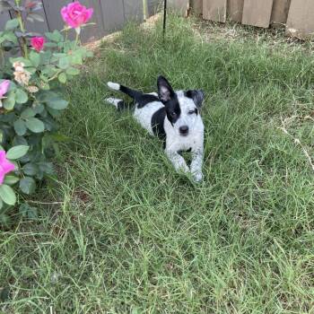 Finn -  Australian Cattle Dog Blue Heeler Dog for Adoption in Huntsville, Alabama - Finn | PetCurious