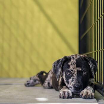 Colby -  Catahoula Leopard Dog and Mixed Breed Dog for Adoption in Bradenton, Florida - Colby | PetCurious