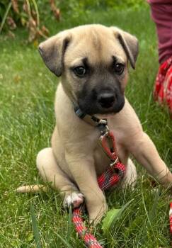 Rescue Shepherd Dogs for Adoption in Cloquet, Minnesota - Ozaawaa (Ozzy) | PetCurious