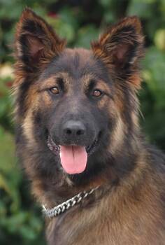 German Shepherd Dog Dogs Available for Adoption in Los Angeles, California - *Duke Von Dattelln | PetCurious