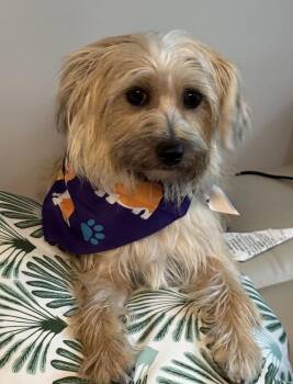 Lanyard -  Maltese Dog for Adoption in Palo Alto, California - Lanyard | PetCurious