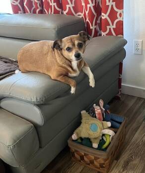 Chihuahua and Pug Dogs Available for Adoption in Osteen, Florida - Poppie | PetCurious